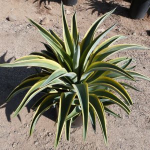 Variegated Smooth Agave