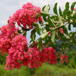 Watermelon Red Crape Myrtle Tree