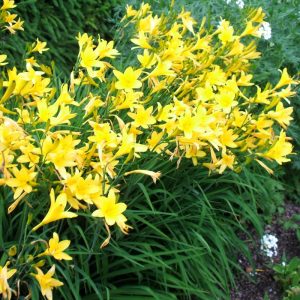 Yellow Daylily