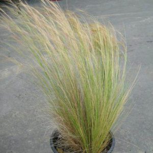 Mexican Feather Grass