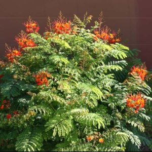 Red Bird of Paradise