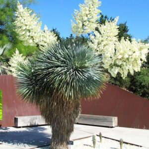 **Beaked Yucca