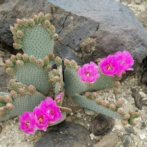 Beavertail Cactus