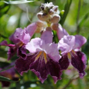Burgundy Lace Desert Willow Tree