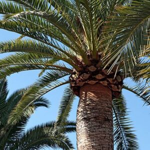 Canary Island Date Palm
