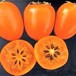 ***Chocolate Persimmon