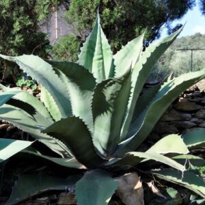 Ferox Agave