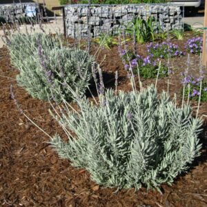 Goodwin Creek Lavender