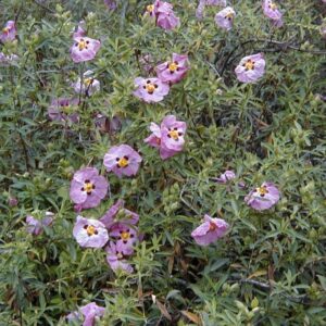 Purple Rockrose