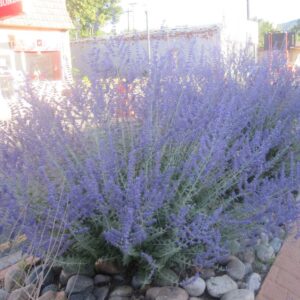 Russian Sage