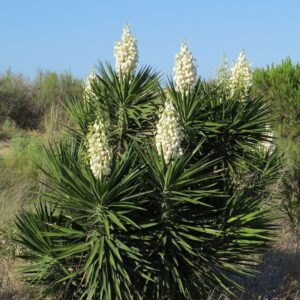*Spanish Bayonet Yucca