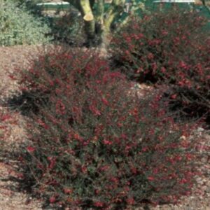 Valentine Bush