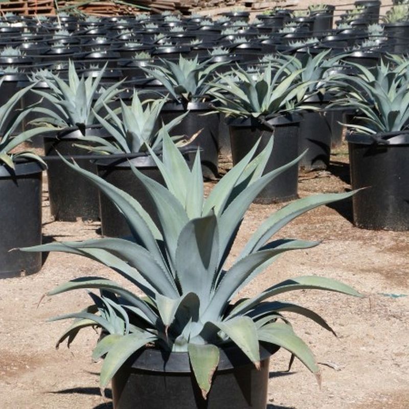 Webers Agave - Image 2