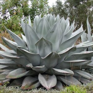 ***Whales Tongue Agave