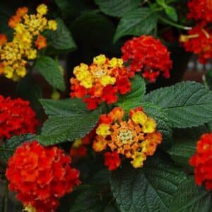 Bandana Red Lantana