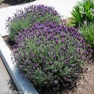Spanish Lavender