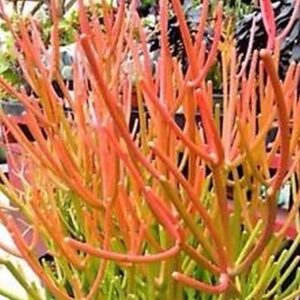 **Firesticks