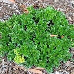 *Buxus microphylla japonica