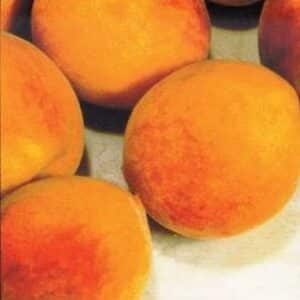 ***Desertgold Peach