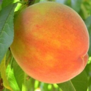 ***Early Elberta Peach