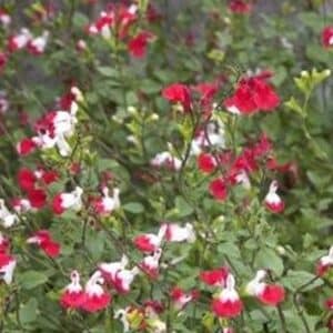 *Hot Lips Autumn Sage