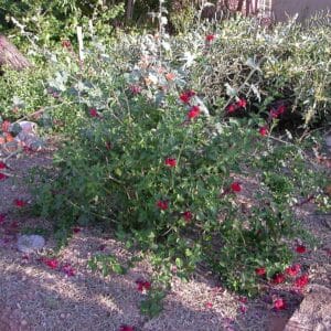 *Red Autumn Sage