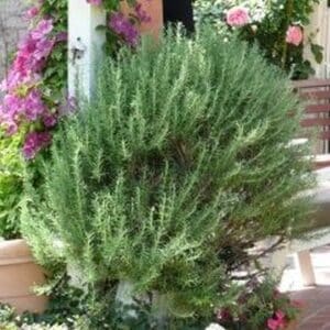 *Tuscan Blue Rosemary